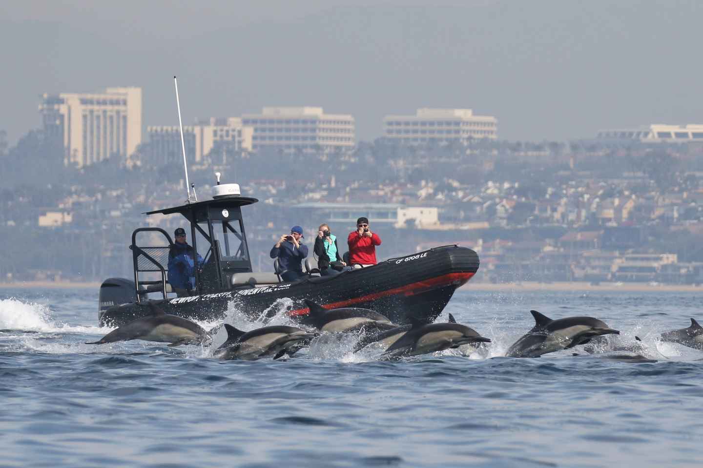 Newport Beach: Ultimate Whale Watching Adventure thumbnail