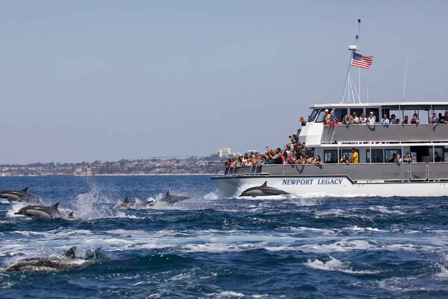 Newport Beach: Whale and Dolphin-Watching Cruise thumbnail