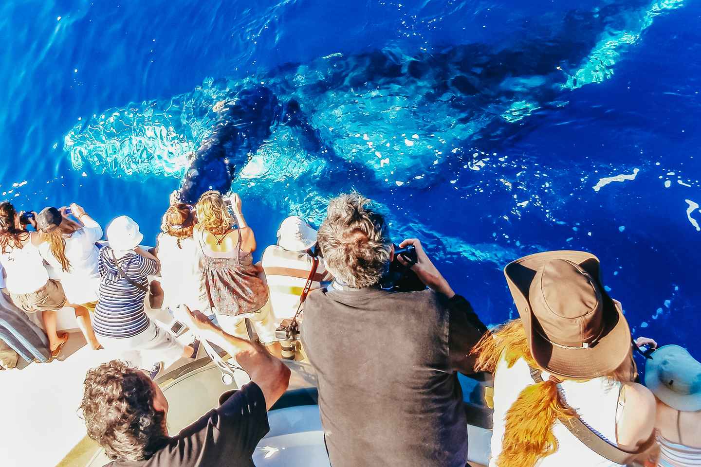 Newport Beach: 2-Hour Whale Watching Tour thumbnail